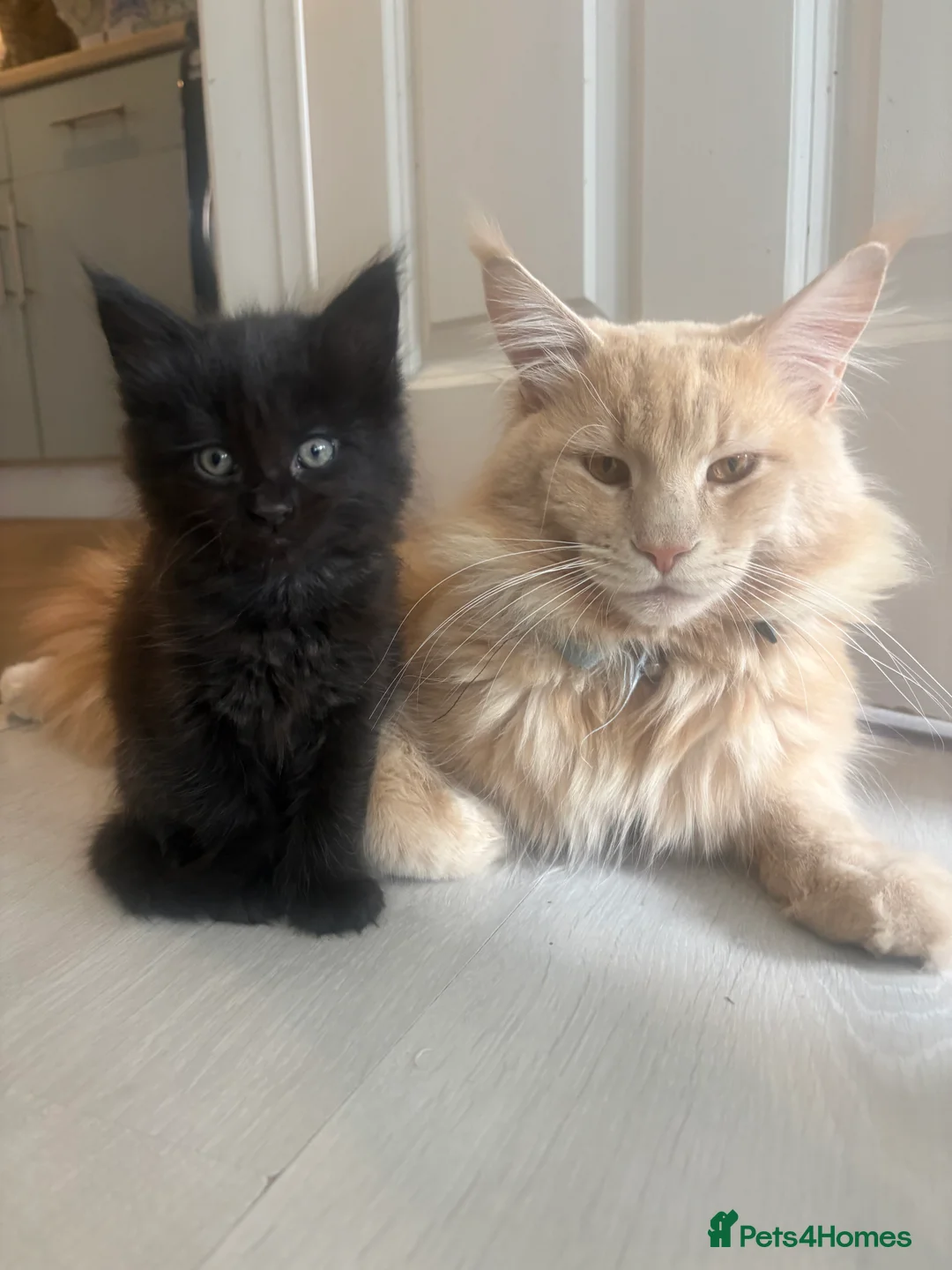 Maine Coon cats for sale: 3/4 Maine coon kittens in Carterton - Advert 1