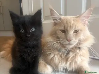Maine Coon cats 3/4 Maine coon kittens - Advert 2
