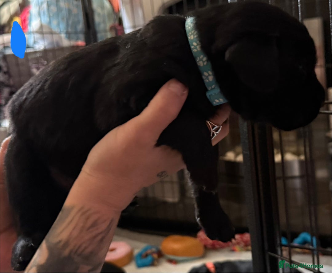 Labrador Retriever dogs for sale: Stunning litter of pure bred black Labrador pups  - Image 24