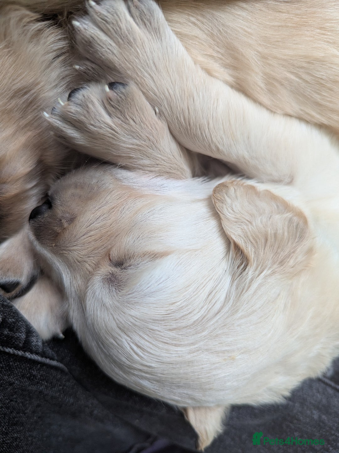 Golden Retriever dogs for sale: Chunky golden pups - Advert 7