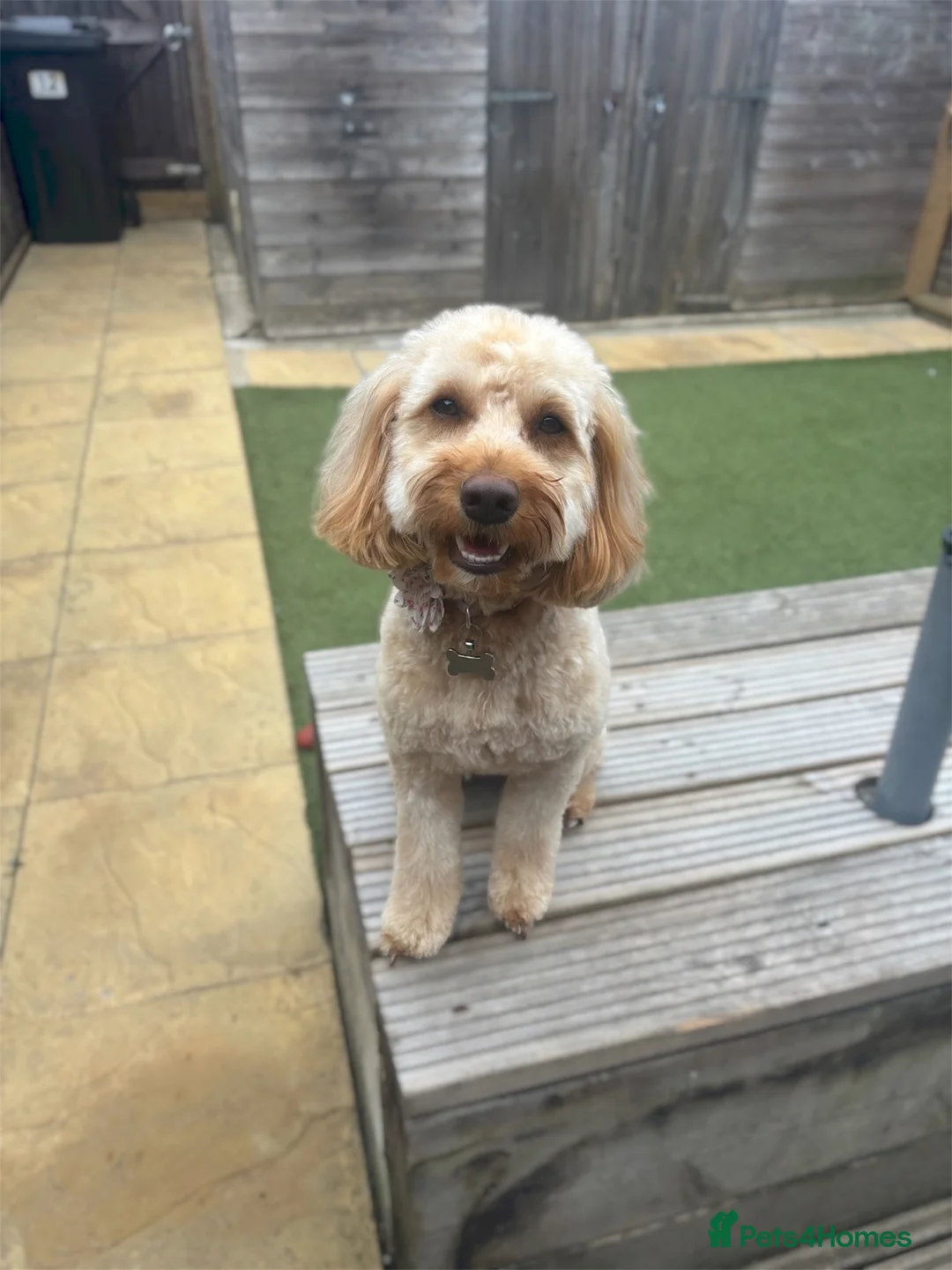 Cockapoo dogs for sale: Beautiful 18 month old Cockapoo Female - Advert 2