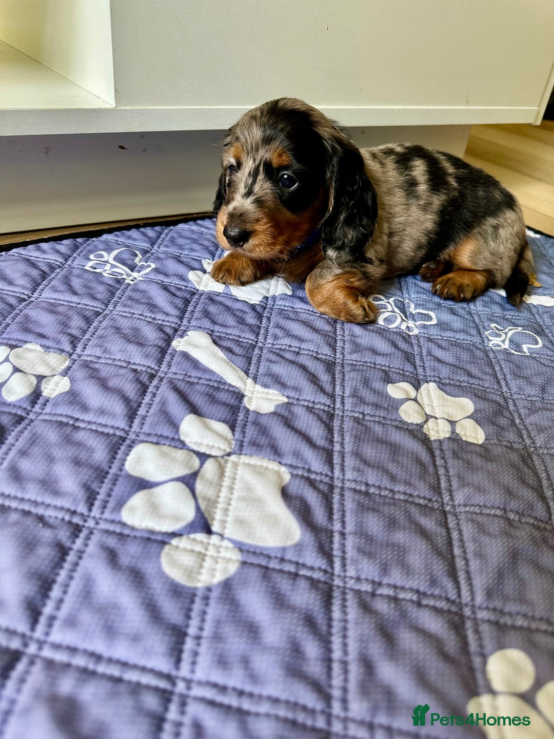 Dachshund dogs for sale: KC reg. Long hair miniature Dachshund puppies  - Image 14