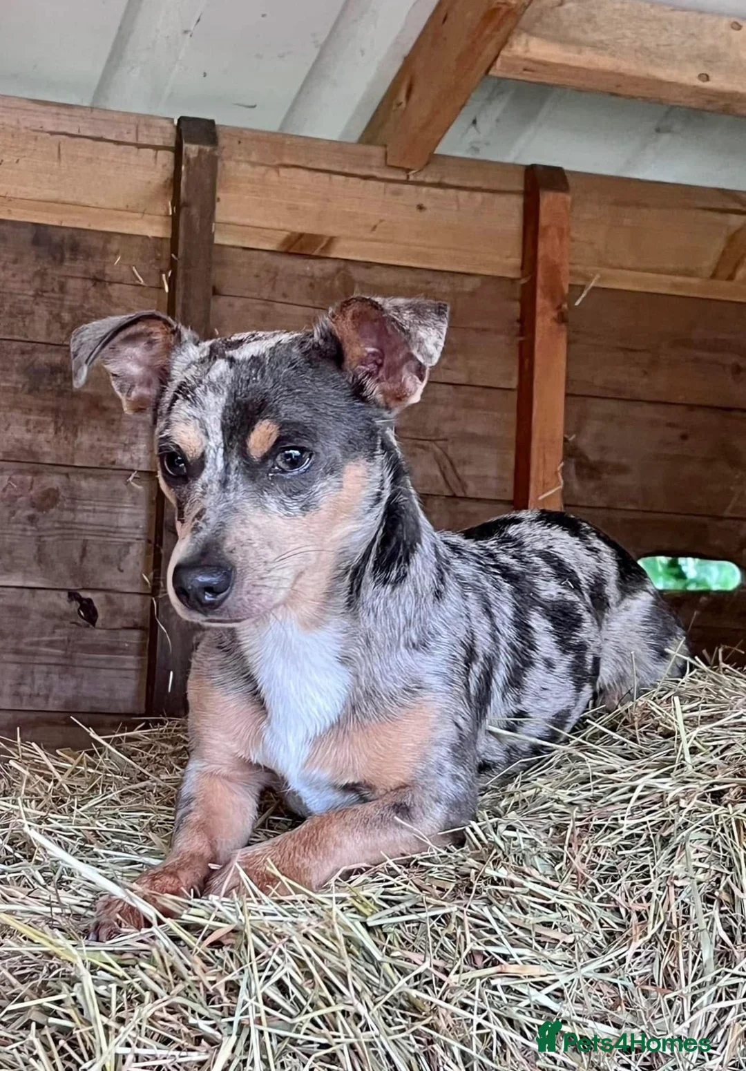 Jack Russell dogs for sale: Miniature Rare Coloured imported line JR babies  - Advert 4