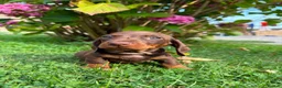 Miniature Dachshund dogs for sale: Kc reg, health tested,miniature dachshund puppies  - Advert 6