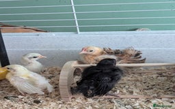 Chickens poultry for sale: Tiny Serama chicks (world's smallest chicken) - Image 8