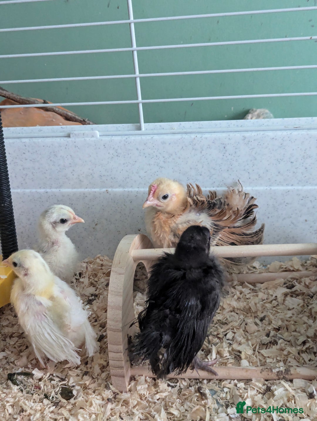 Chickens poultry for sale: Tiny Serama chicks (world's smallest chicken) - Image 8