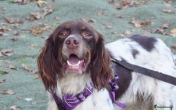 English Setter dogs for adoption: Vito  - Image 16