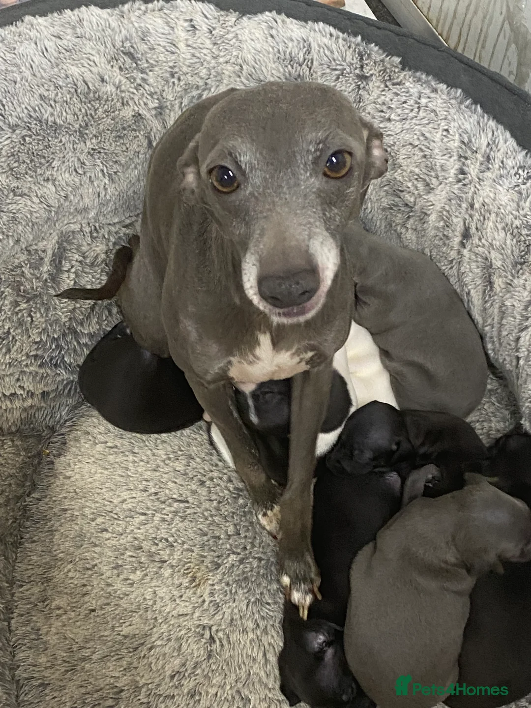 Italian Greyhound dogs for sale: Beautiful Italian Greyhound Puppies - Advert 24