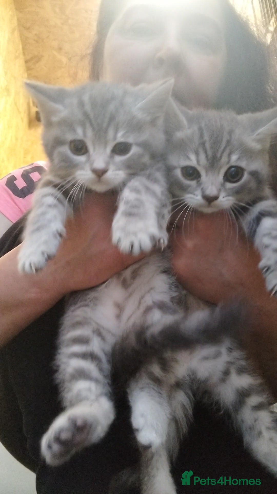 British Shorthair cats for sale: BSH cross kittens - Advert 20