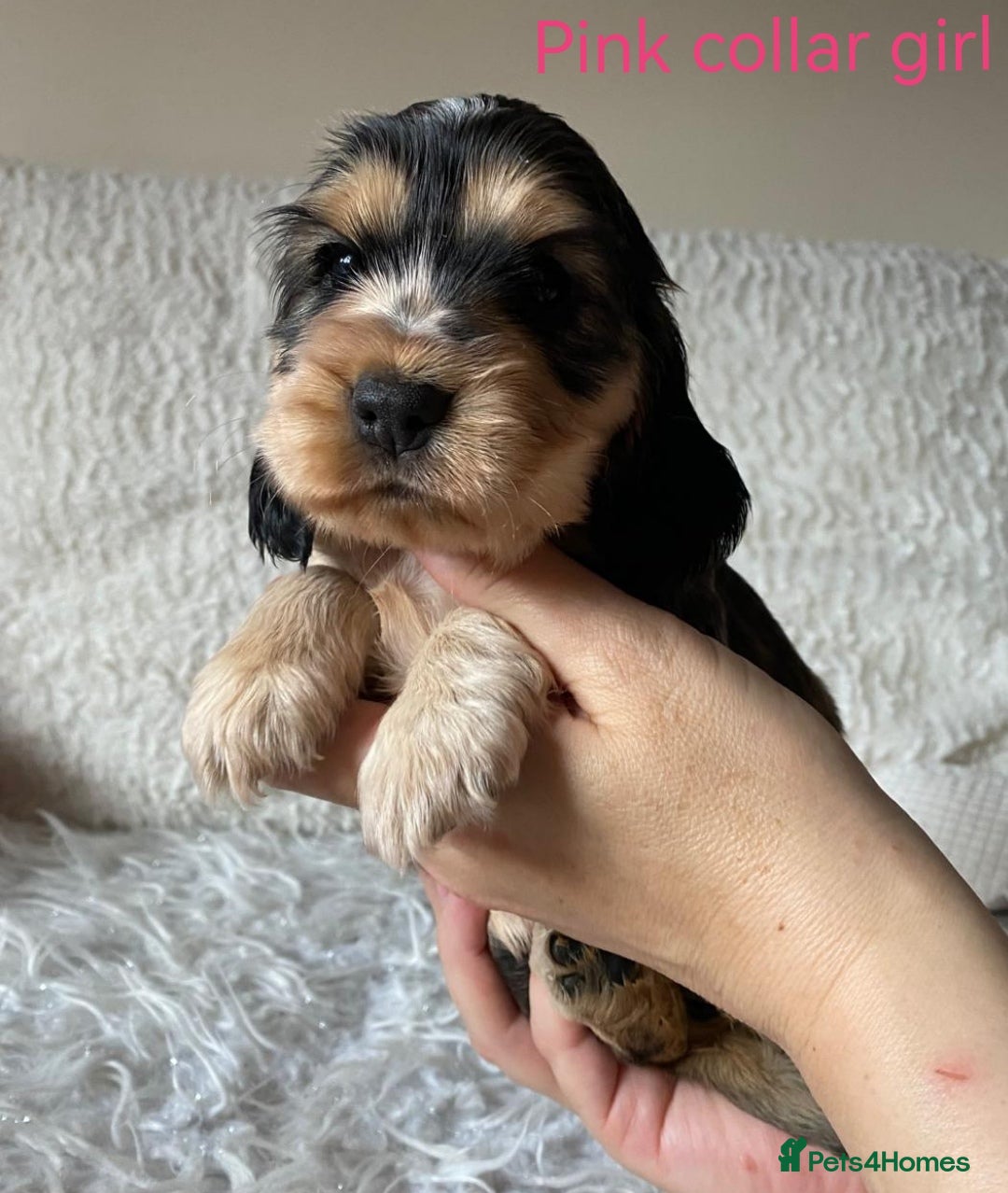 Cocker Spaniel dogs ☀️ DNA tested show type cocker spaniels puppies ☀️ - Advert 1