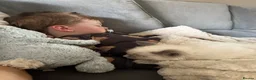 Birman cats for sale: Birman kitten  - Advert 6