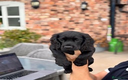 Cocker Spaniel dogs for sale: Ready Now 🐾 Champion bred working cocker boys  - Image 8