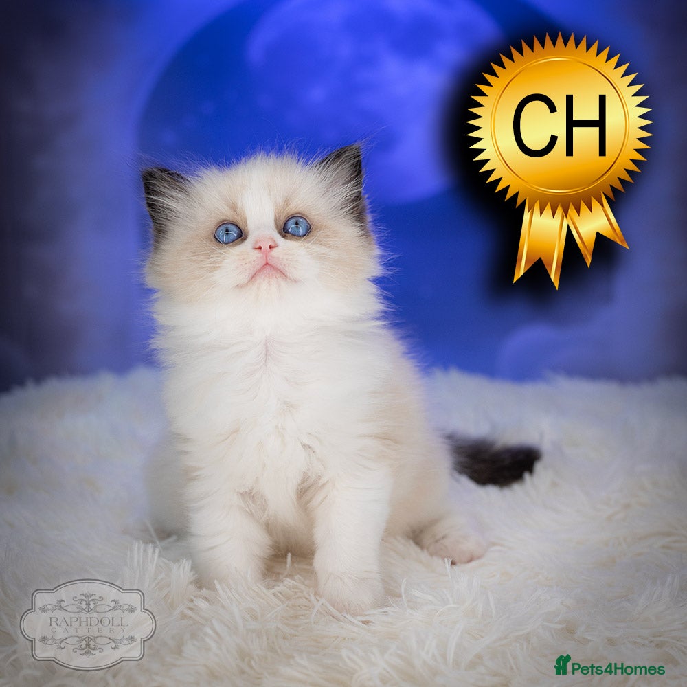 Ragdoll cats Ragdoll Kitten Boy ZPAA Champion! - Advert 2