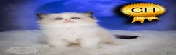 Ragdoll cats for sale: Ragdoll Kitten Boy ZPAA Champion! - Advert 2