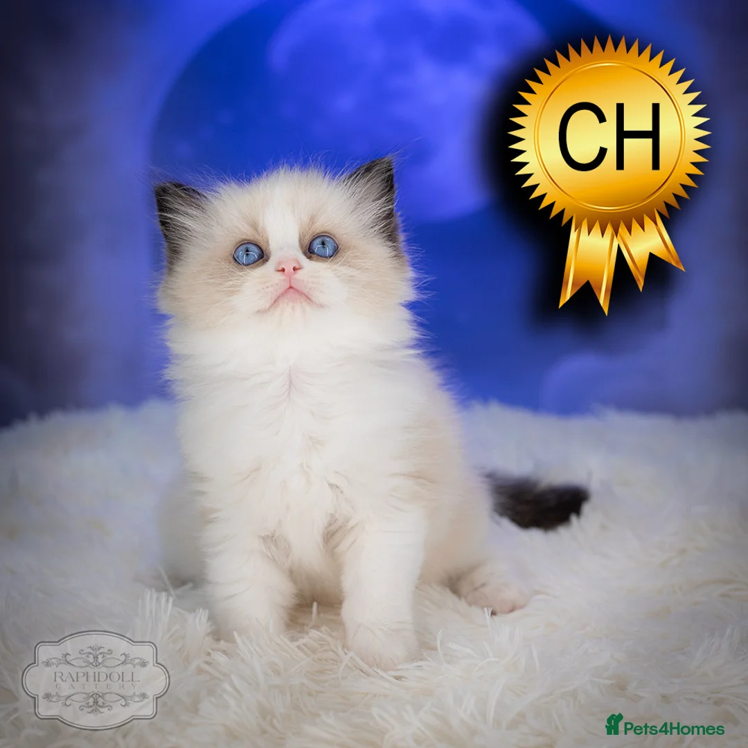 Ragdoll cats for sale: Ragdoll Kitten Boy ZPAA Champion! - Advert 2
