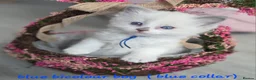 Ragdoll cats for sale: Gccf registered ragdoll kittens  - Advert 14