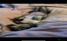 Miniature Dachshund dogs for sale: Miniature dachshund girl  - Image 3