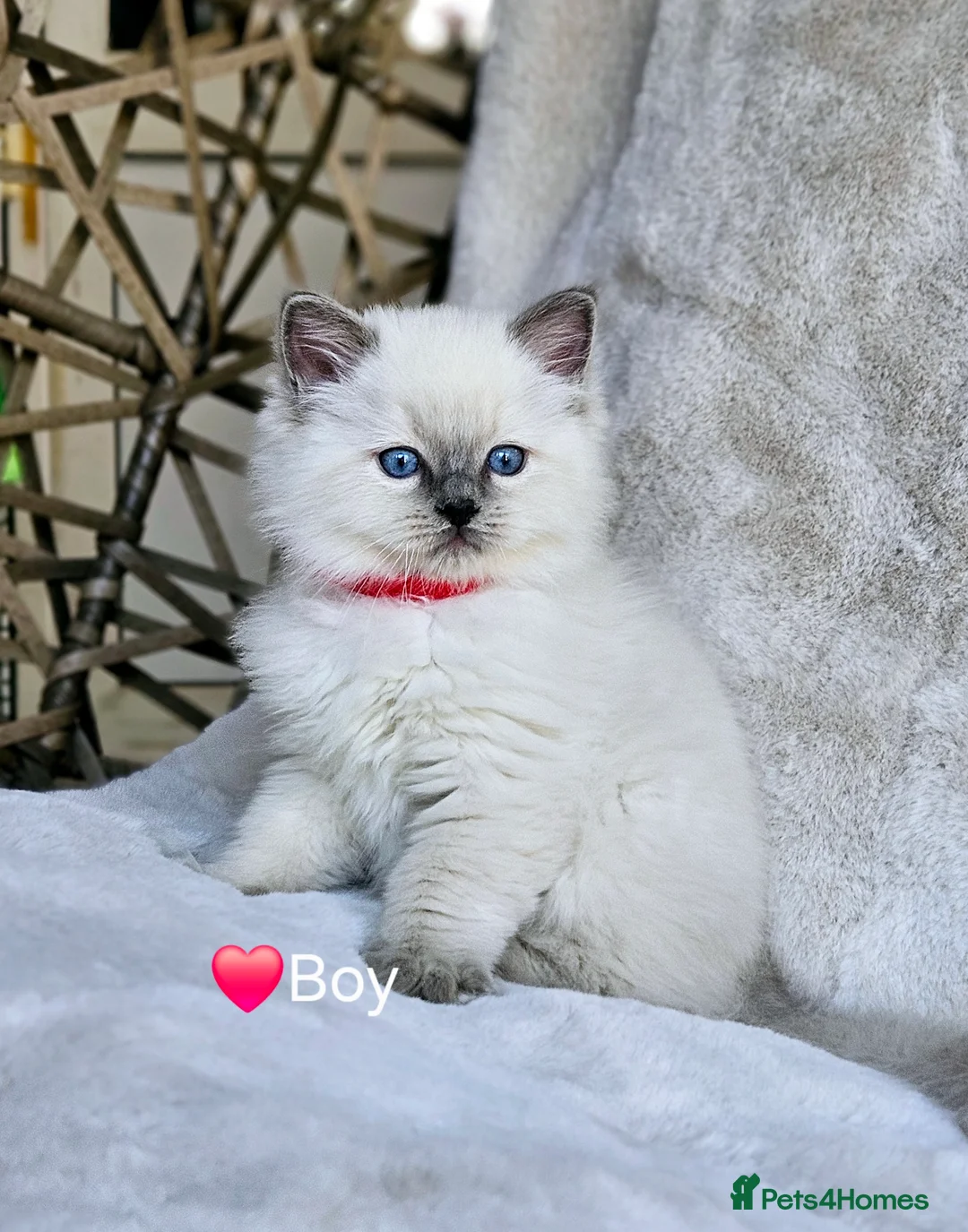 Ragdoll cats for stud: HANDSOME BOY-BLUE MITTED GCCF /TICA  AVALIABLE  - Advert 20