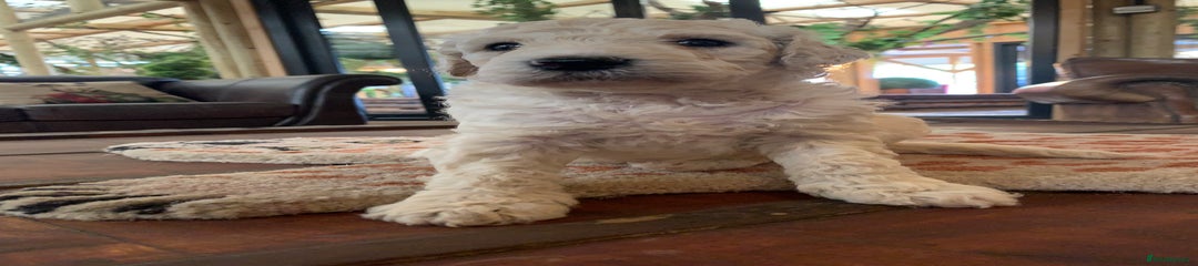 Sheepadoodle Puppy 3