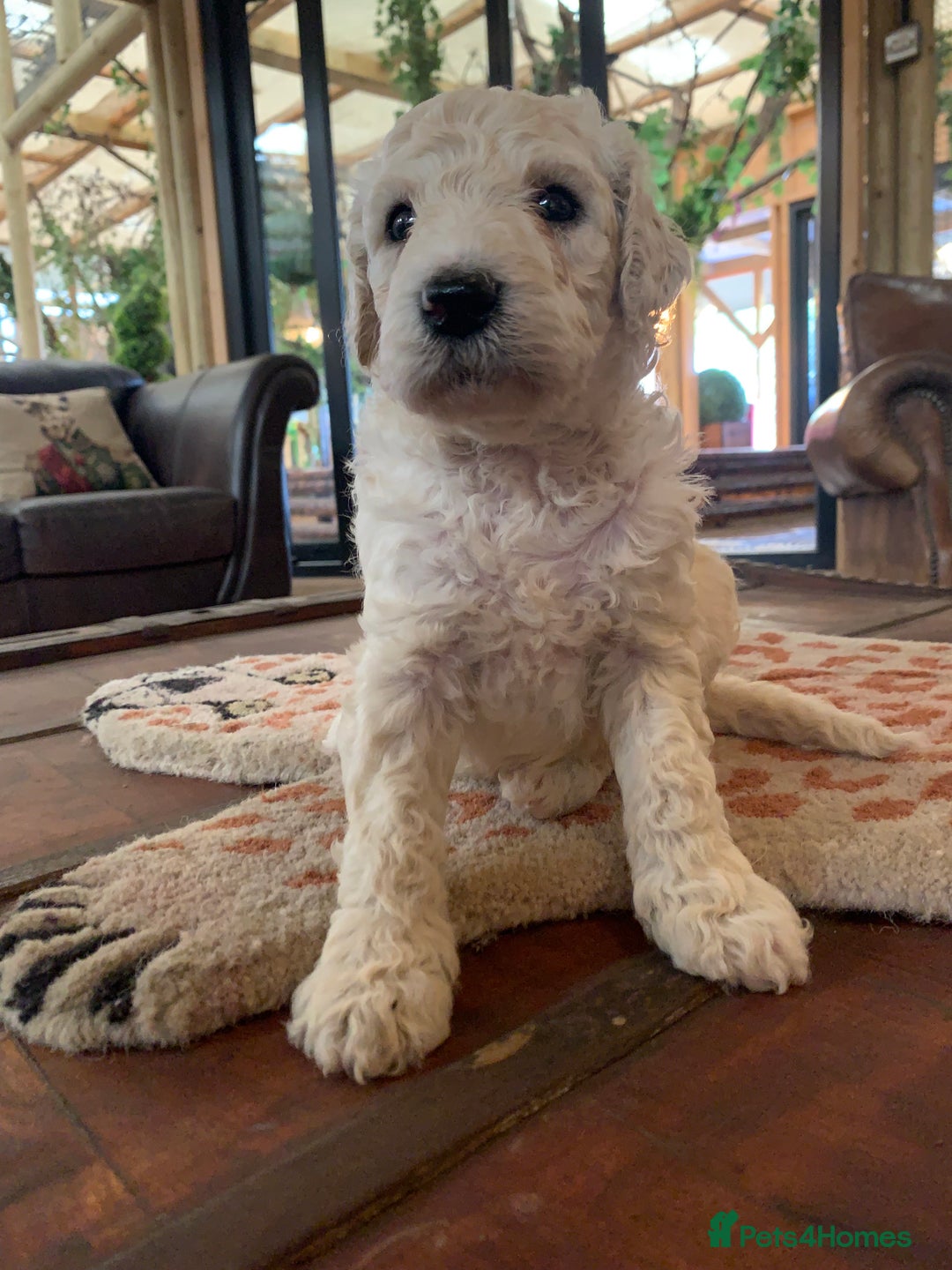 Sheepadoodle dogs for sale: Sheepadoodle Standard Size F1b puppies - Image 8