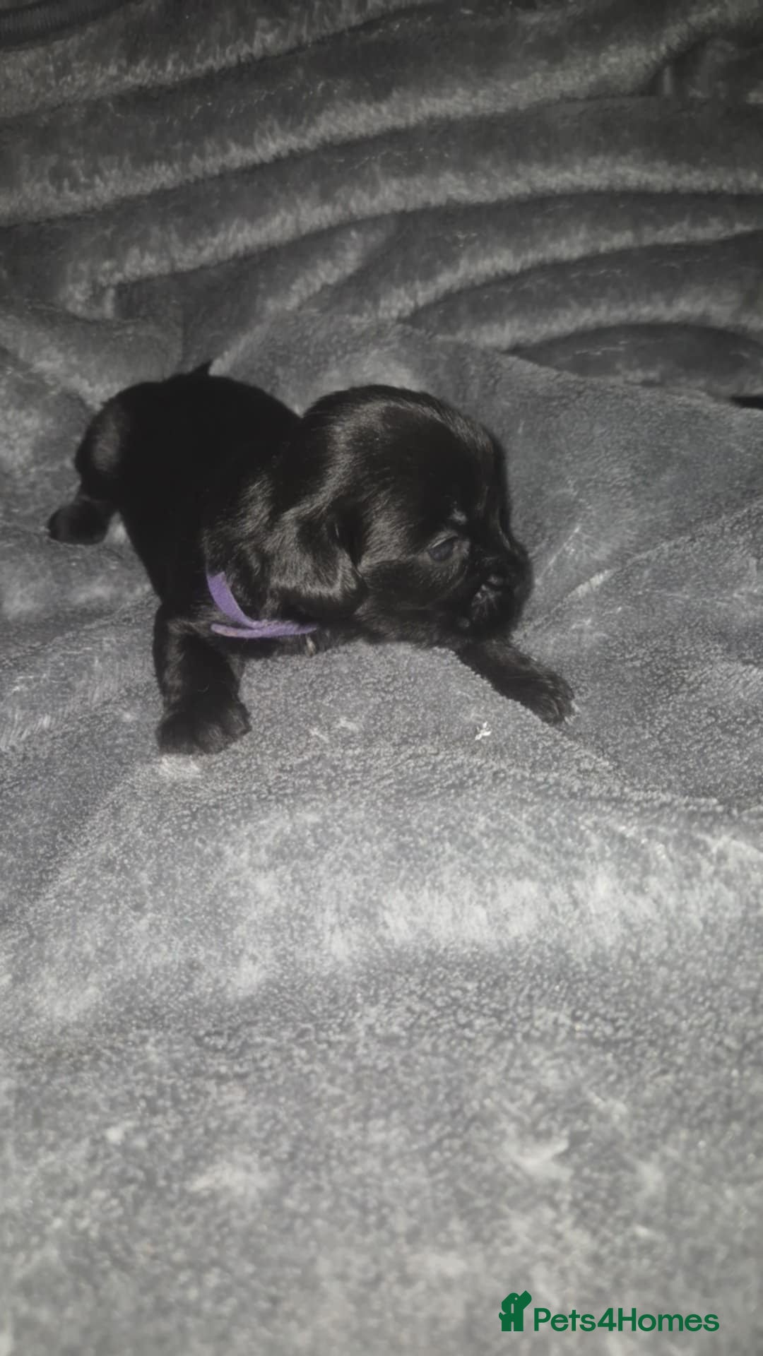 Mixed Breed dogs Yorkie spaniel  - Advert 6