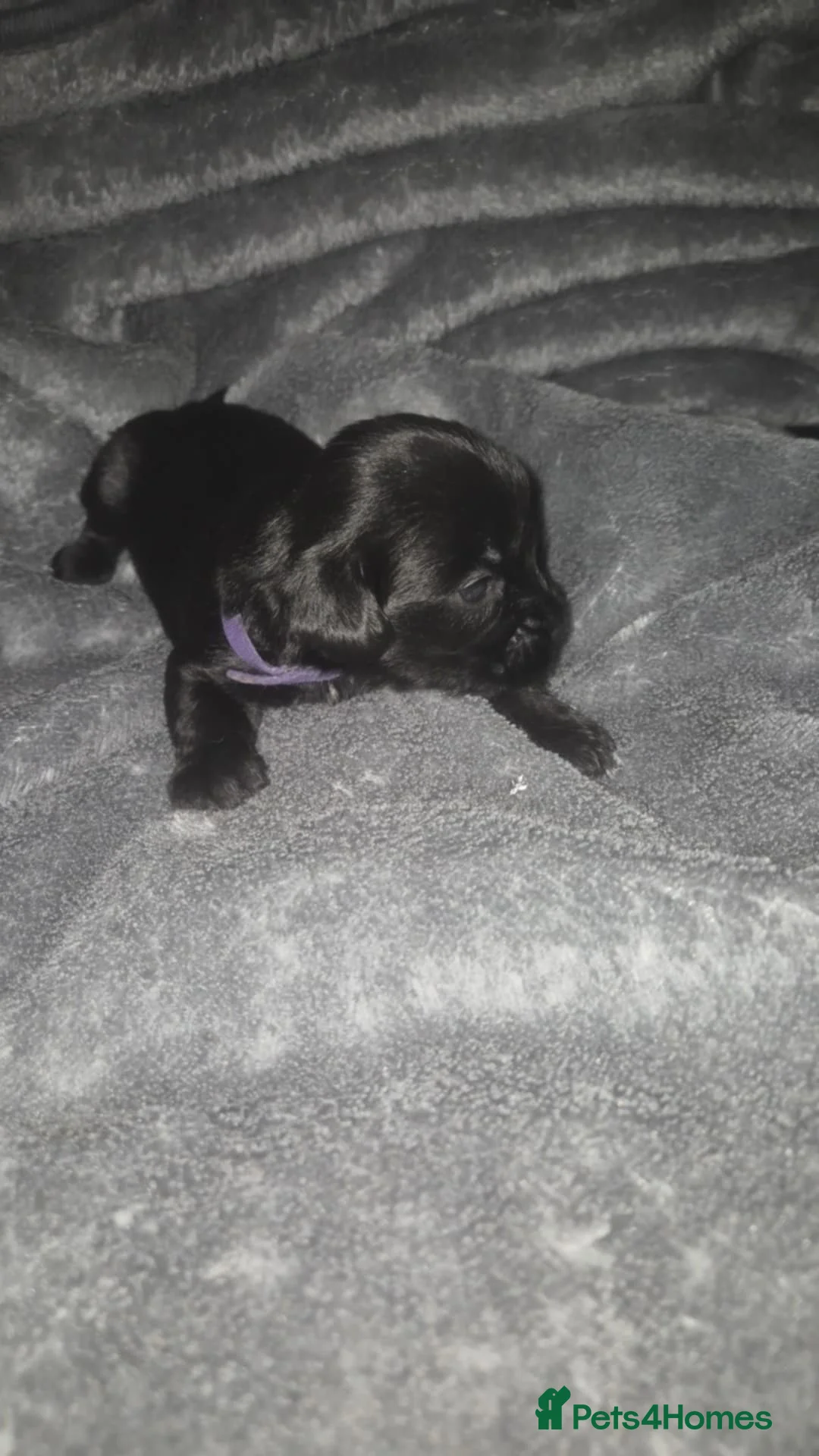 Mixed Breed dogs for sale: Yorkie spaniel  in Middlesbrough - Advert 1