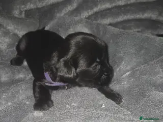 Mixed Breed dogs Yorkie spaniel - Advert 6