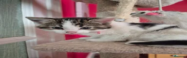 Mixed Breed Kitten 5