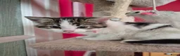 Mixed Breed cats for sale: Kittens for Sale - Chulmleigh Devon - Advert 3