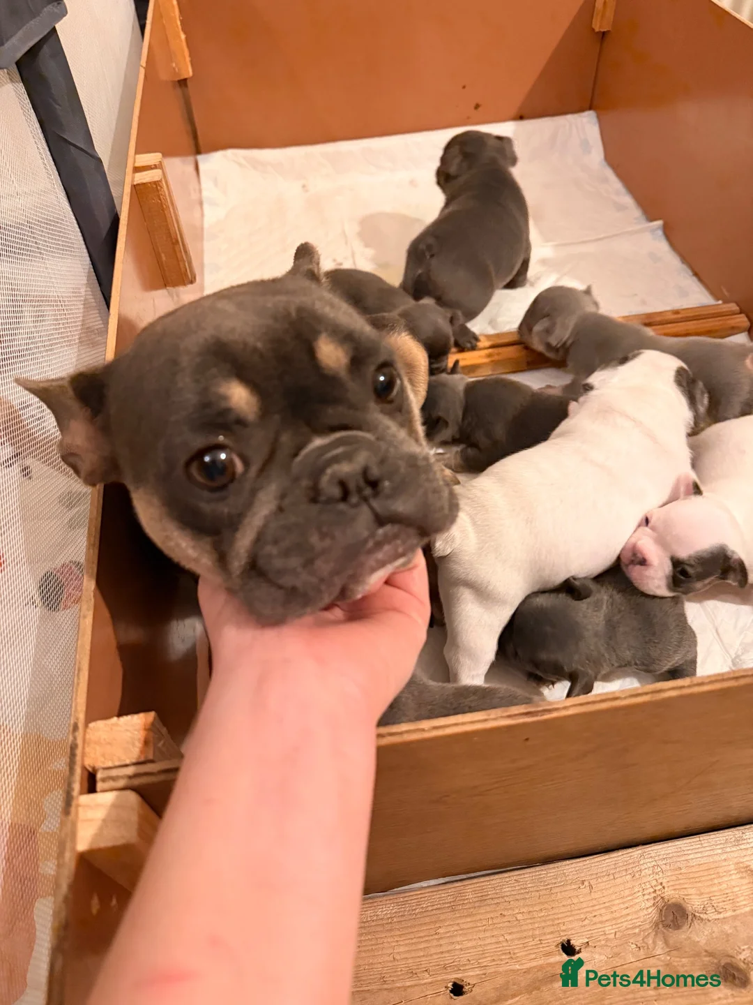 French Bulldog dogs for sale: 🌟Exceptional KC Reg French Bulldog Puppies🌟 - Advert 2