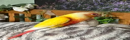 Conures birds for sale: Conure - Advert 4