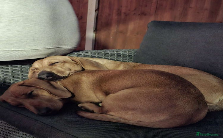 Dachshund dogs 2 7 month old boys  - Advert 9