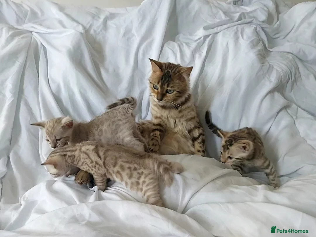 Bengal cats for sale: Pedigree Snow Bengal Kittens  - Advert 1