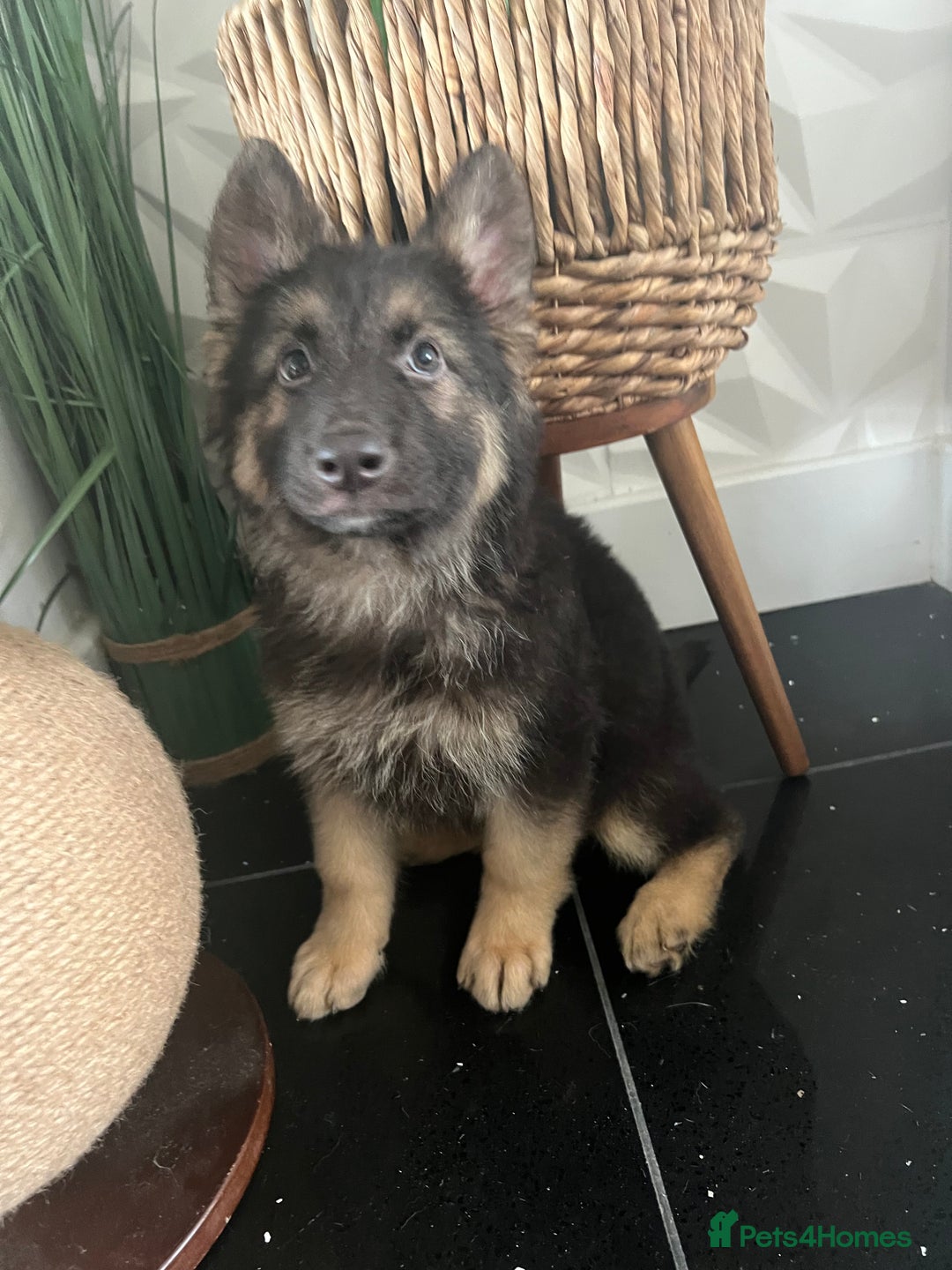 German Shepherd dogs for sale: German shepherd pups silver sable black/tan black  - Image 10