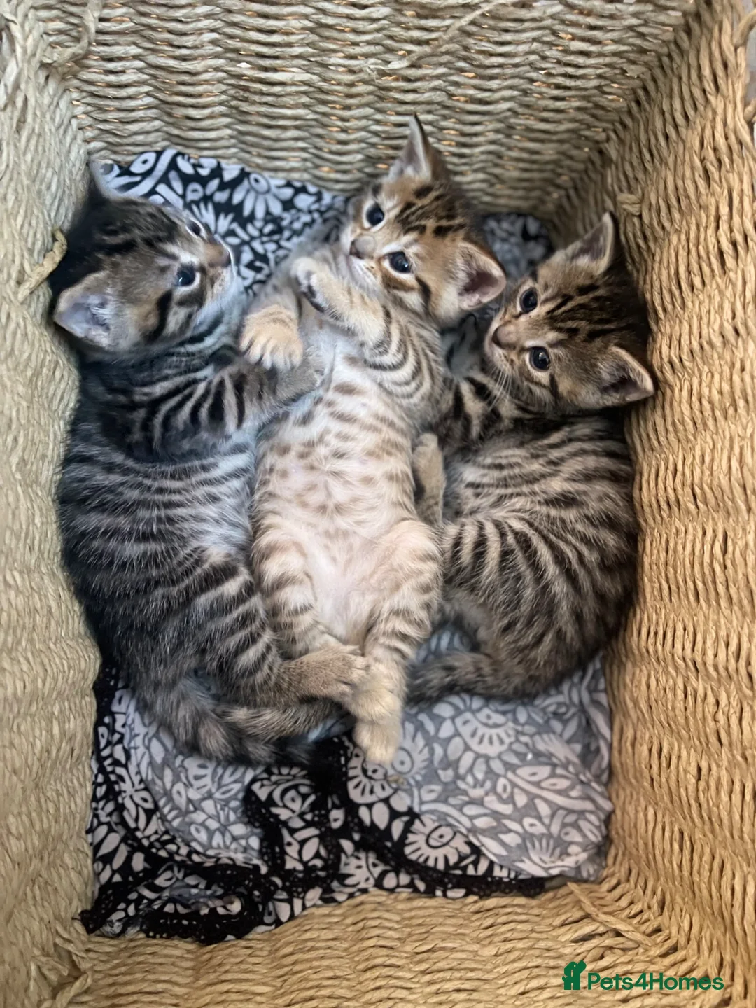 Mixed Breed cats for sale: Kittens  in Birmingham - Advert 1