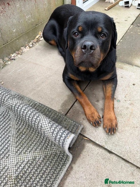 Rottweiler dogs Rottweiler girl  - Advert 1