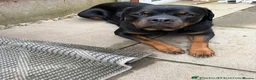 Rottweiler dogs for sale: Rottweiler girl  - Advert 1