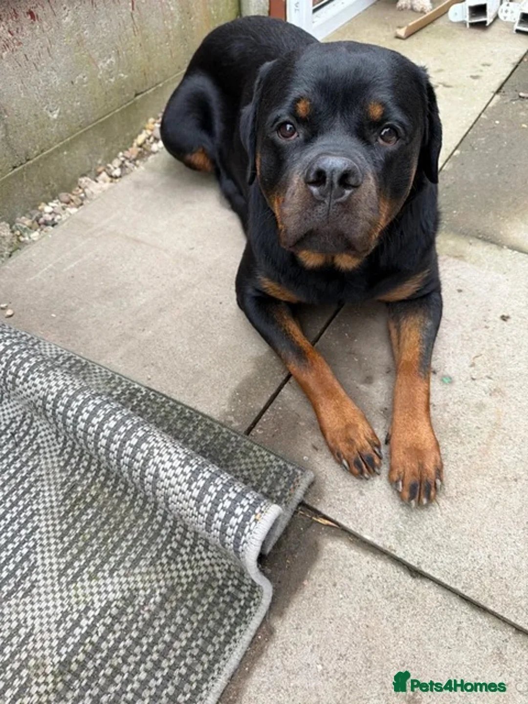 Rottweiler dogs for sale: Rottweiler girl  - Advert 1