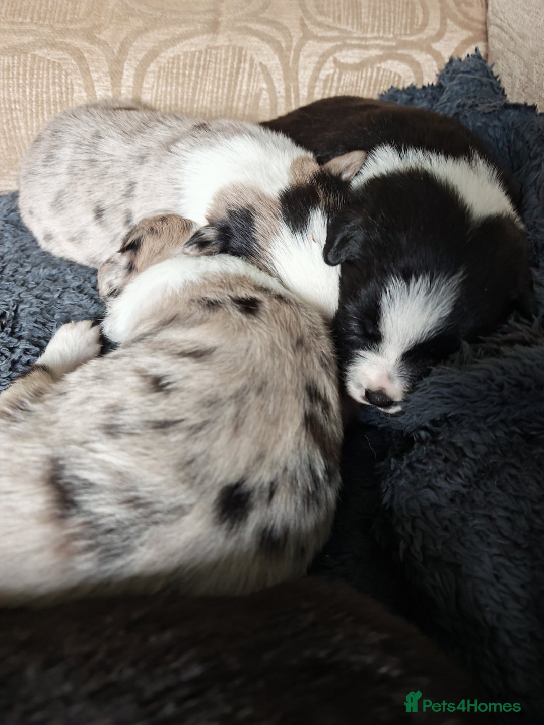 Border Collie dogs for sale: KC registered border collie puppies  - Advert 9