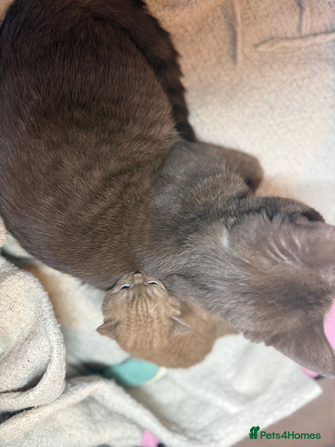 British Shorthair cats for sale: Rare Cinammon British Shorthair Princess - Image 4