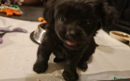 Jackapoo dogs for sale: Beautiful jackapoo pups ready for new homes - Advert 3