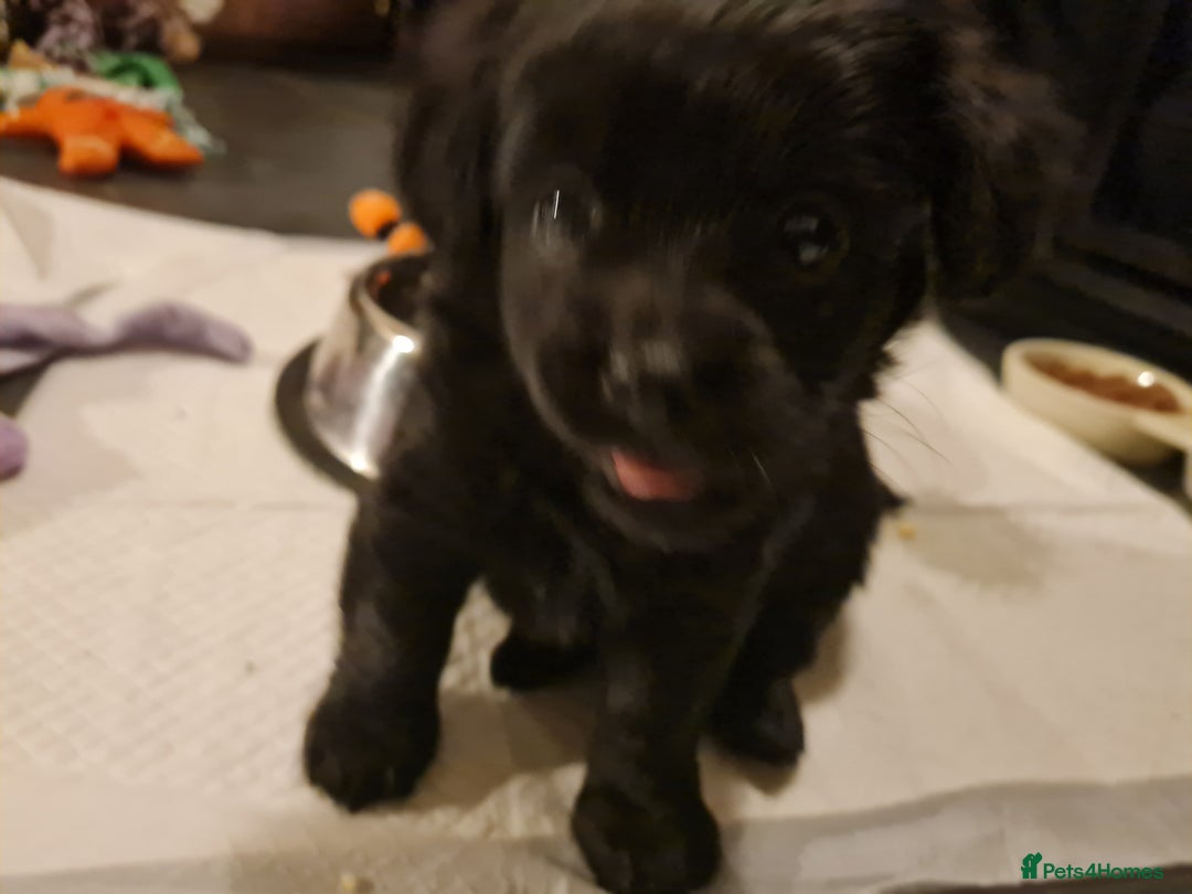 Jackapoo dogs for sale: Beautiful jackapoo pups ready for new homes - Advert 3