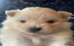 Pomeranian dogs for sale: White KENNEL CLUB Registered CHAMPION Bloodlines - Image 22