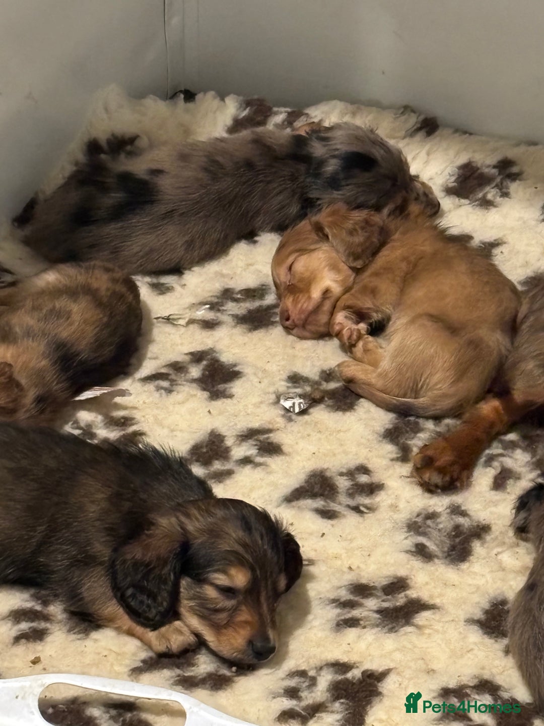 Miniature Dachshund dogs for sale: Here at Powells paws we have a beautiful litter. - Advert 6