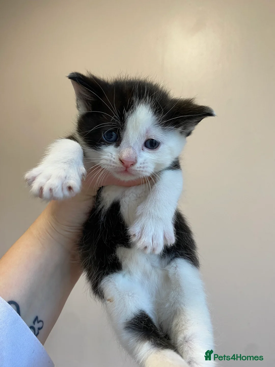 Mixed Breed cats for sale: Litter of 4 kittens - Advert 3