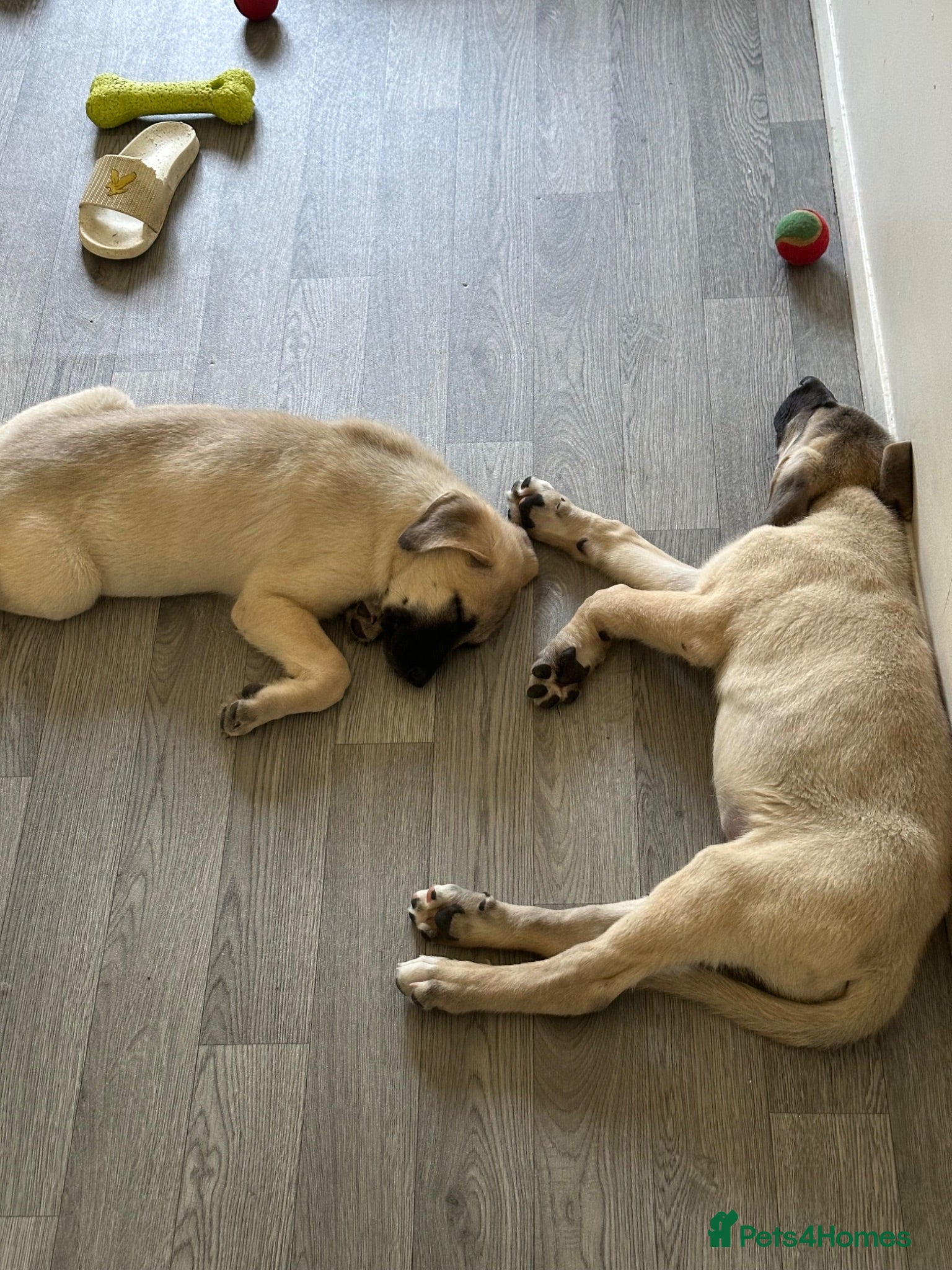 Turkish Kangal dogs kangal puppies  - Advert 3