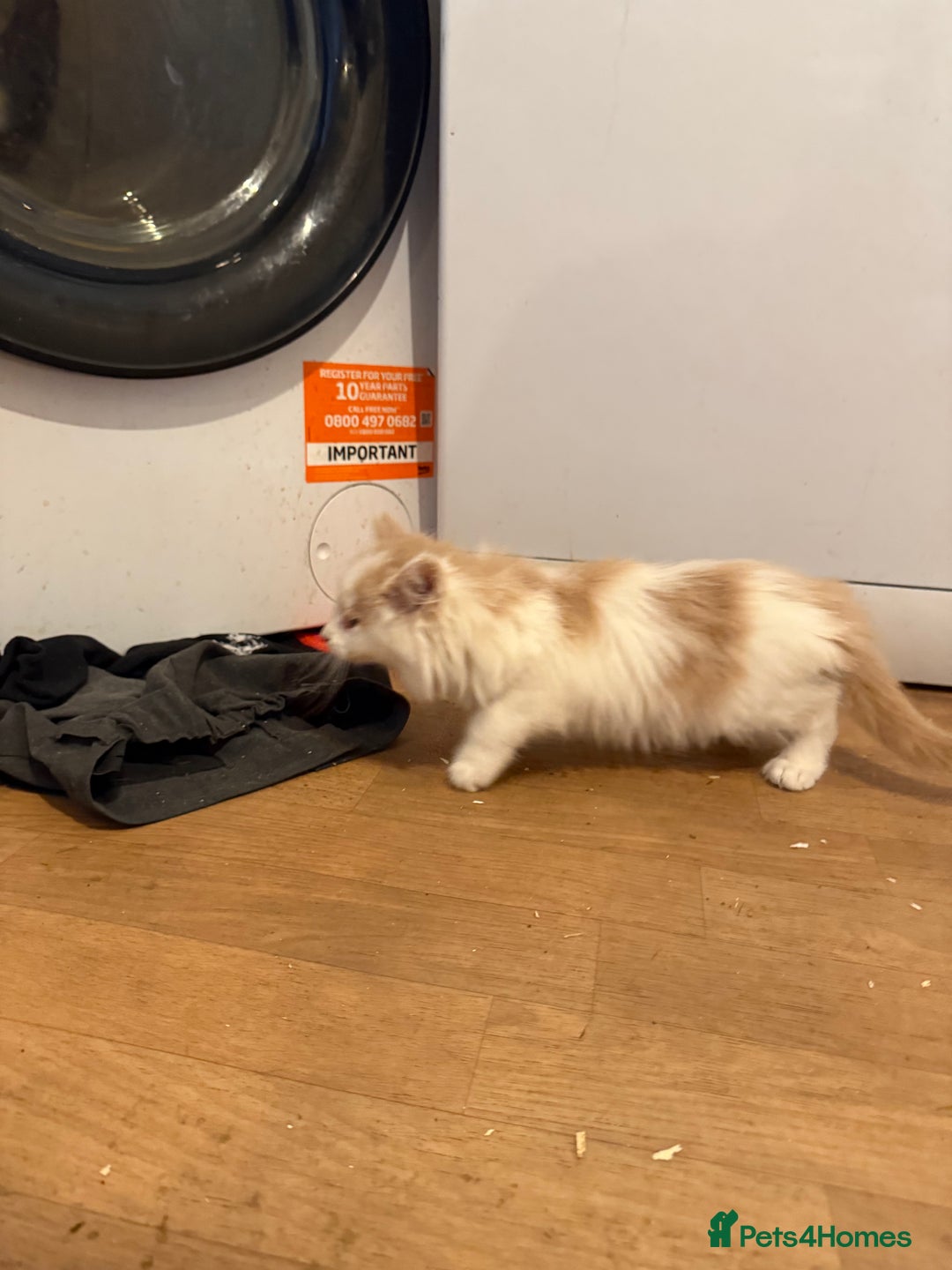 Maine Coon cats for sale: Half Maine coon kittens  - Image 15