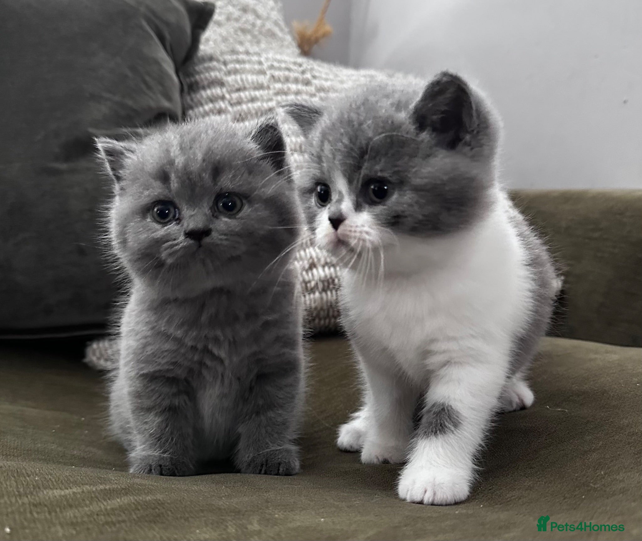 British Shorthair cats GCCF Registered British Shorthair Kittens  - Advert 2