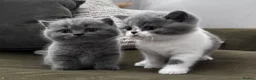 British Shorthair cats for sale: GCCF Registered British Shorthair Kittens  - Advert 2