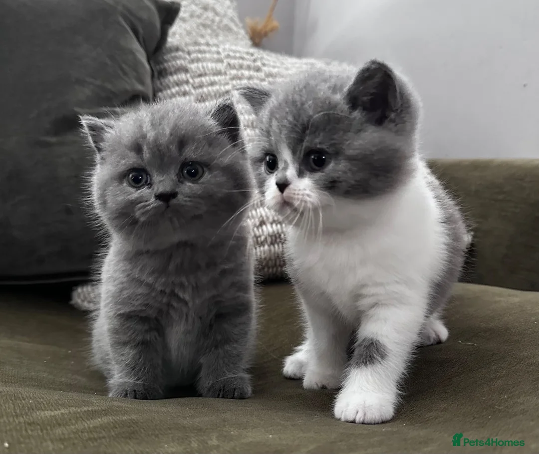 British Shorthair cats for sale: GCCF Registered British Shorthair Kittens  - Advert 2